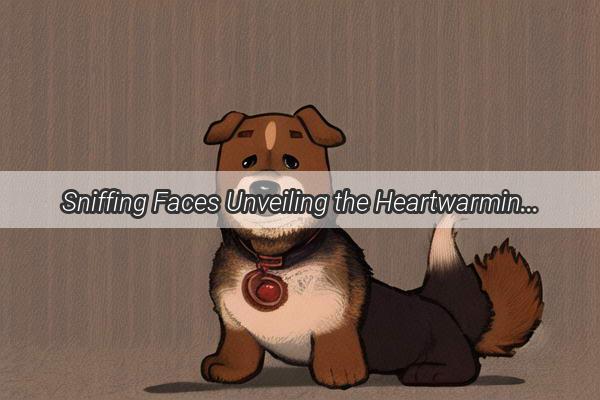 Sniffing Faces Unveiling the Heartwarming Reasons Why Dogs Cant Help but Sniff Our Faces